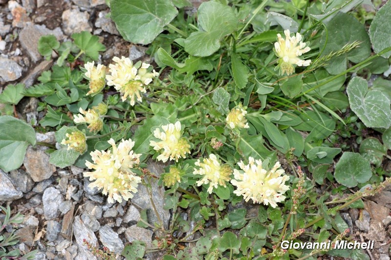 Anthyllis vulneraria